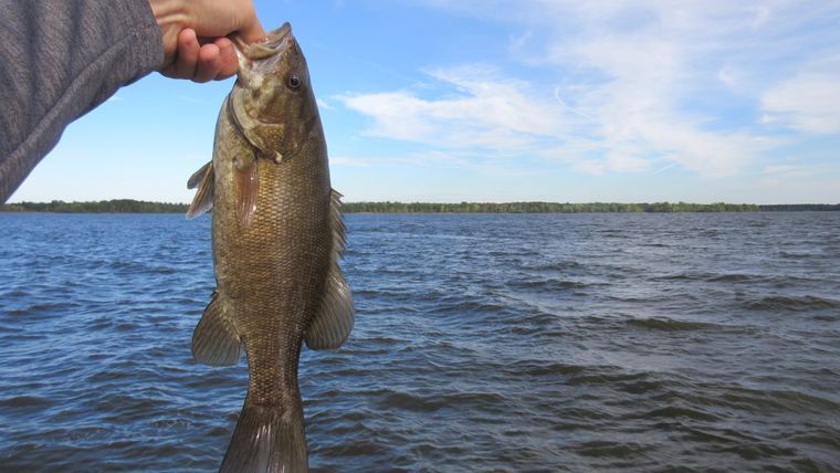 Small mouth bass on Castle Rock Lake